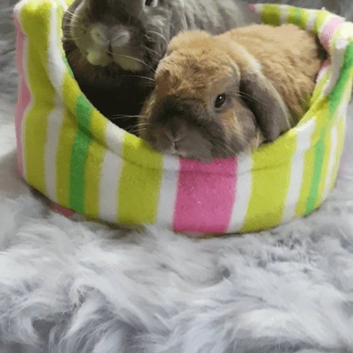 squishybunnies23