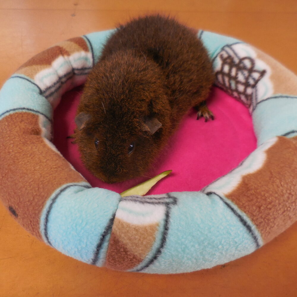 Category For GUINEA PIGS Deano Designs Perth