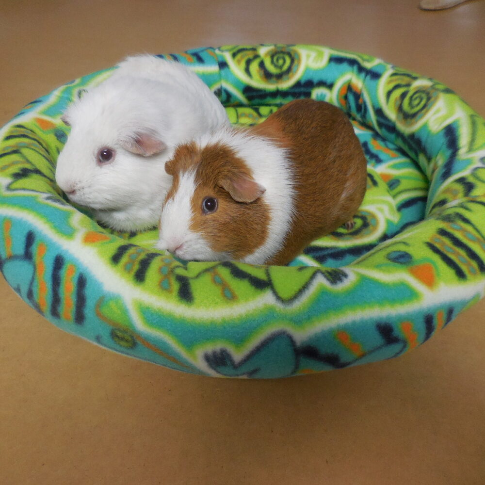 Category For GUINEA PIGS Deano Designs Perth