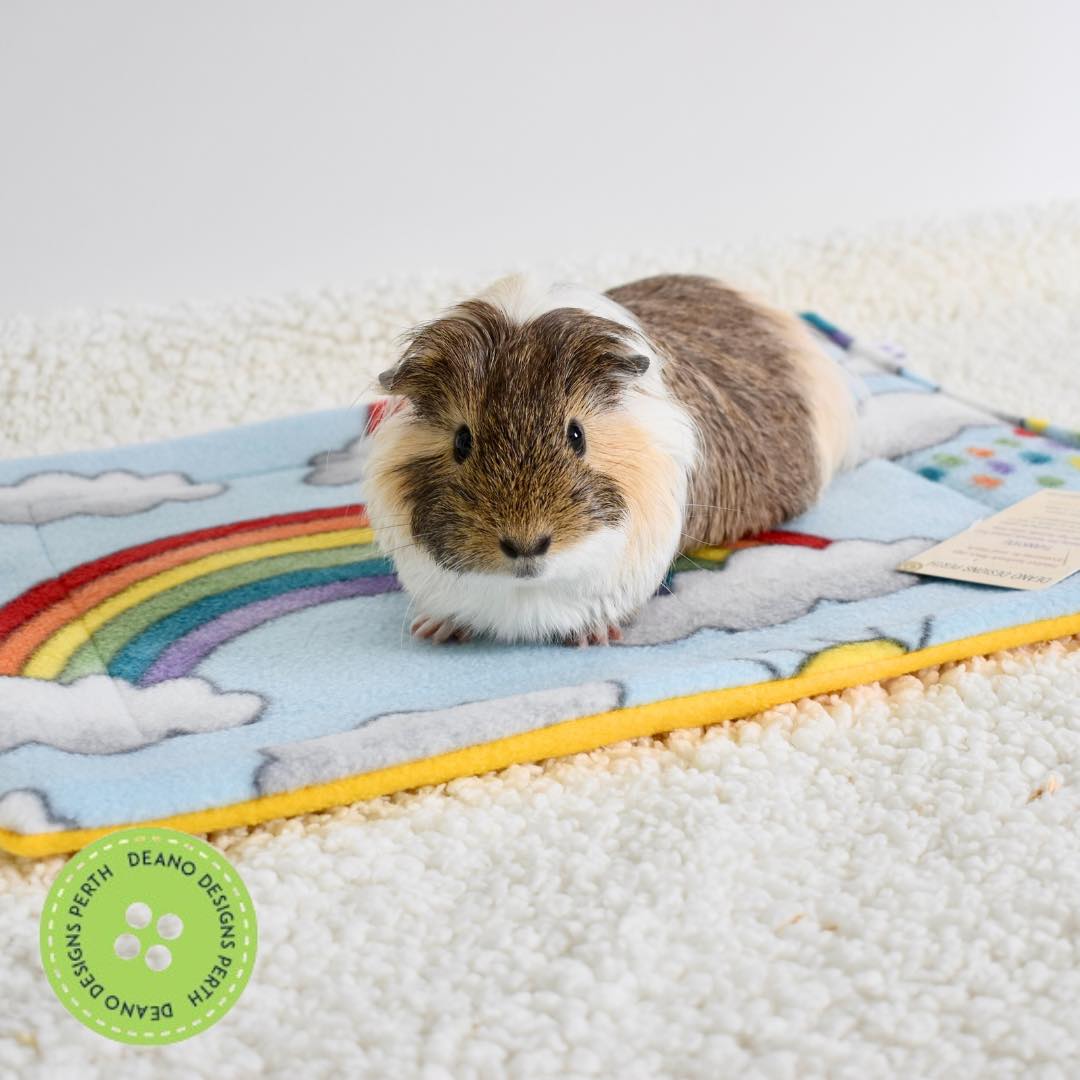 Guinea pig best sale lap pads