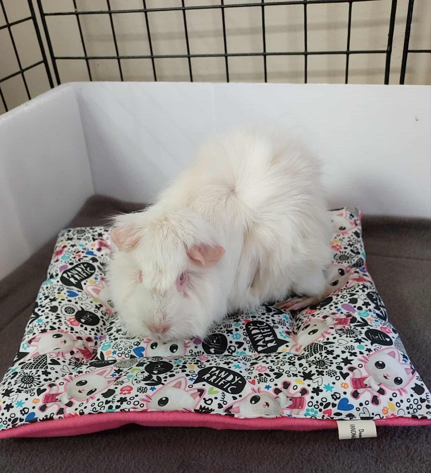 The Pig Pillow READYMADE