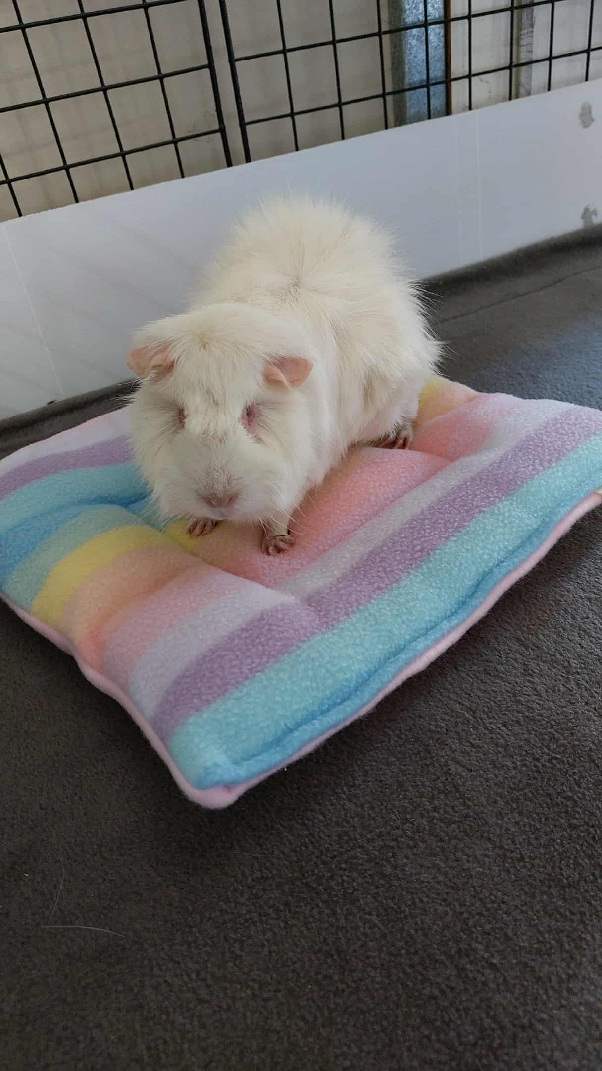 The Pig Pillow READYMADE - Image 11