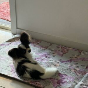 Puppy pads - absorbent/washable (NEW)